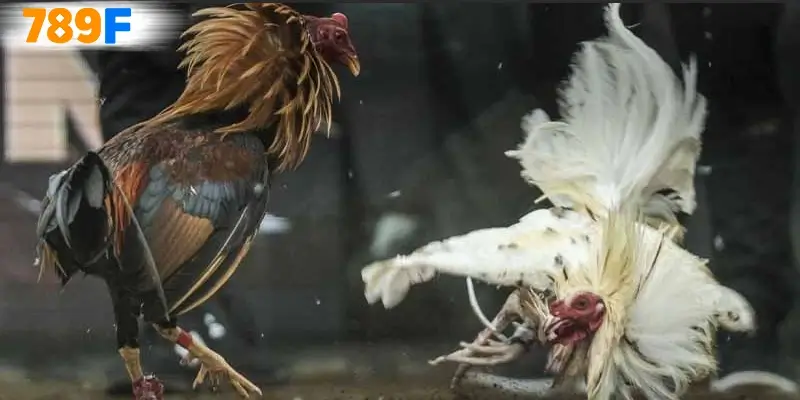 Đá Gà 88 – Hướng Dẫn Luật Chơi Mẹo Chơi Dễ Thắng Cho Tân Thủ