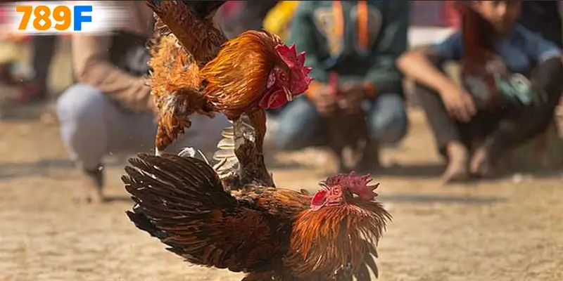 Đá Gà C1 – Sân Chơi Đỉnh Cao Cho Người Mê Chiến Kê Tại 789F