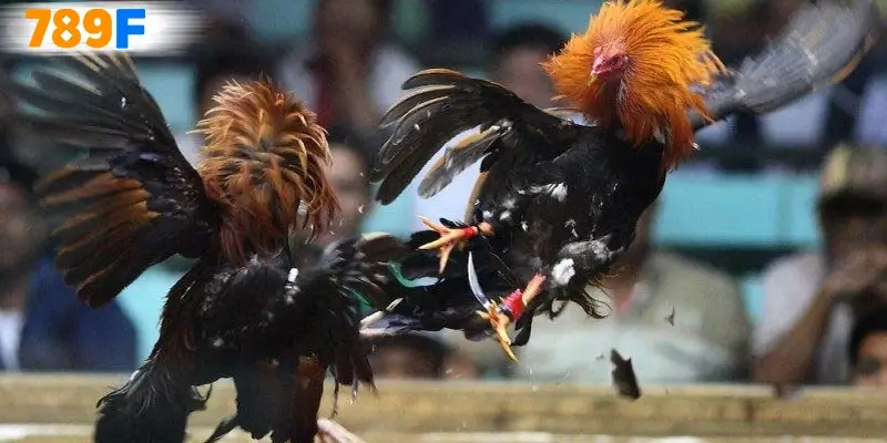 Đá Gà C2 – Trải Nghiệm Kịch Tính Với Phần Thưởng Hấp Dẫn