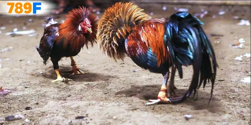 Đá Gà Cựa Dao – Sân Chơi Thu Hút Nhiều Sư Kê Hằng Năm Ở 789F