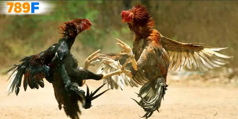 Đá Gà Thomo 67 – Sân Chơi Nổi Tiếng Với Trận Đấu Gà Đỉnh Cao