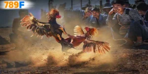 khuyến mãi đá gà