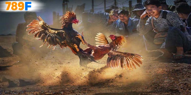 Khuyến Mãi Đá Gà 789F – Không Nên Bở Lỡ Ưu Đãi Siêu Hot 2026