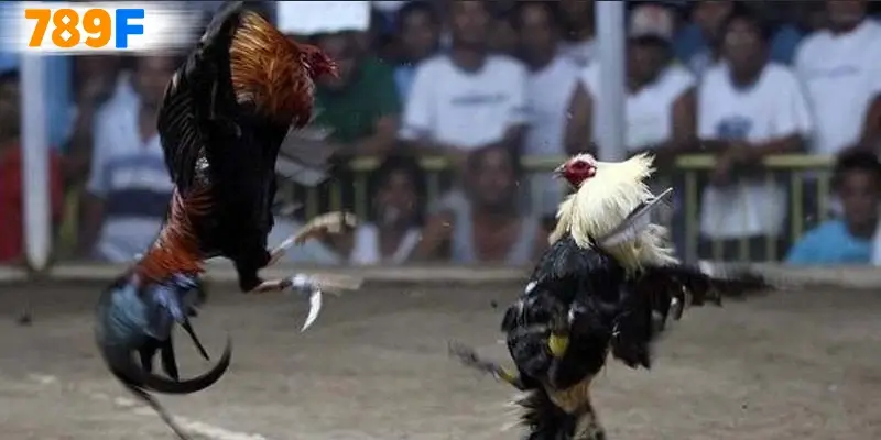 Bí quyết đặt cược đá gà hiệu quả cho người chơi mới