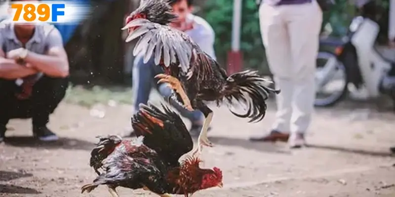 Các yếu tố quyết định sự thành công của đá gà thomo 67 Các yếu tố quyết định sự thành công của đá gà thomo 67