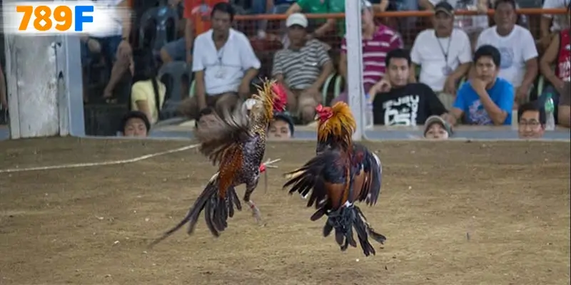 Các yếu tố quyết định Các yếu tố quyết định