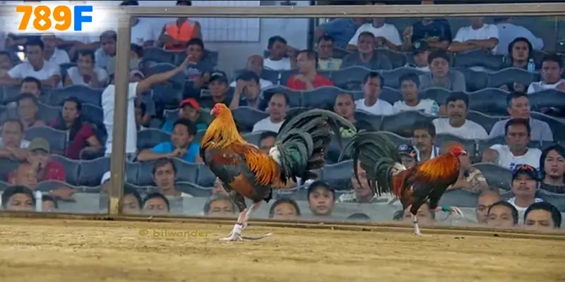 Cách kiểm tra và cập nhật