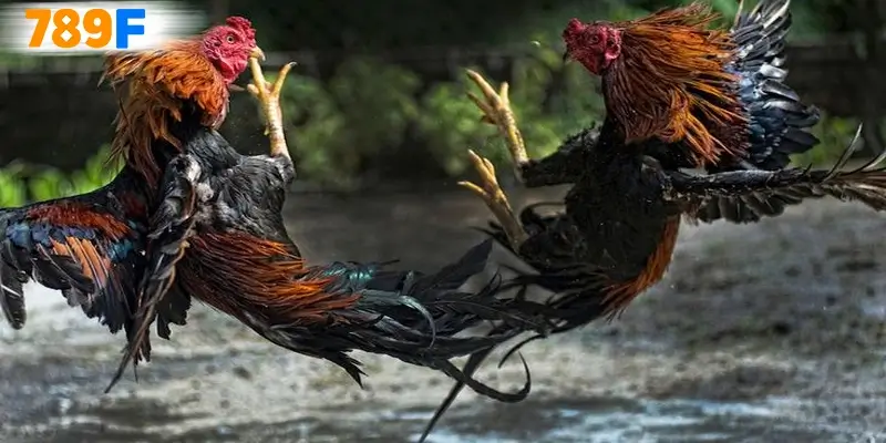 Cách tham gia cho người mới Cách tham gia cho người mới