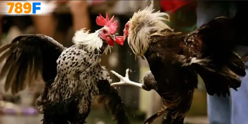 Cách thức tham gia đá gà C2