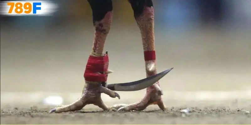 Quy định và cách thức tham gia đá gà cựa dao Quy định và cách thức tham gia đá gà cựa dao