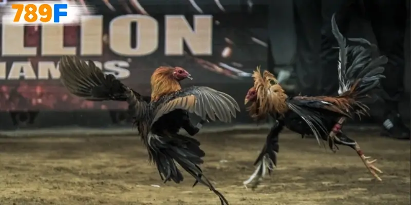 Cách thức tham gia đá gà thomo 67 Cách thức tham gia đá gà thomo 67