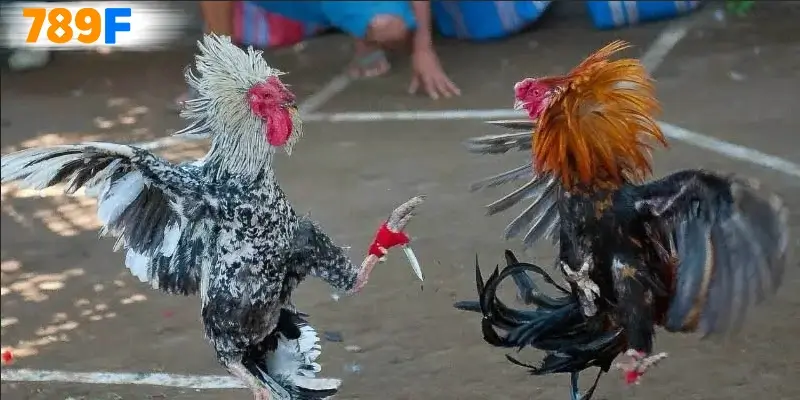 Đá gà C3 là gì và lý do tại sao nó lại nổi bật?