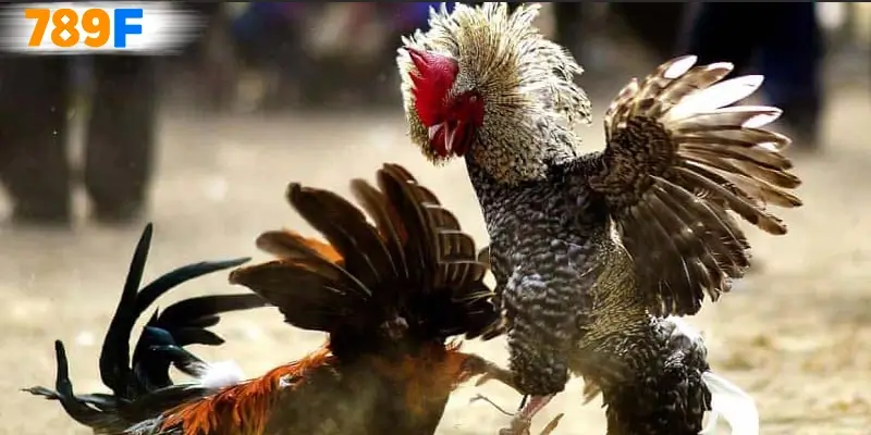 Ưu điểm khi hội viên tham gia trò chơi đá gà đổi thưởng