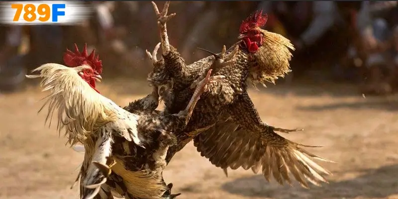 Khuyến mãi đá gà dành cho người chơi mới Nhận ngay không cần nạp