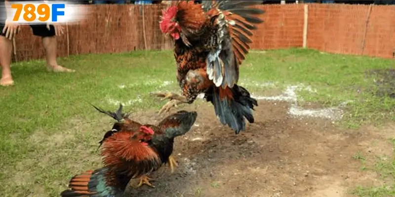 Những chiến kê nổi bật trong đá gà C2