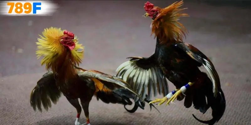 Những yếu tố cần biết khi tham gia đá gà thomo 67 Những yếu tố cần biết khi tham gia đá gà thomo 67