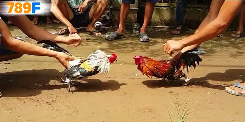 Những yếu tố quyết định