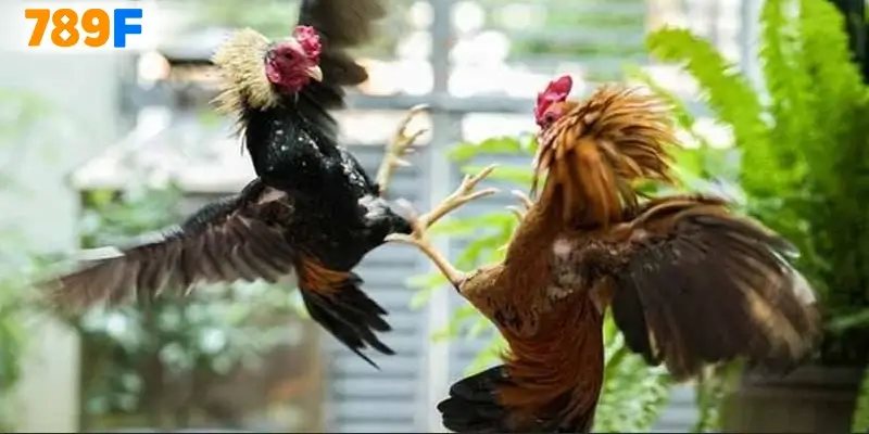 Quy tắc và cách thức chơi đá gà 88