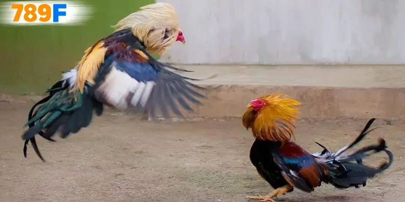 Ưu điểm nổi bật đá gà c4 Ưu điểm nổi bật đá gà c4